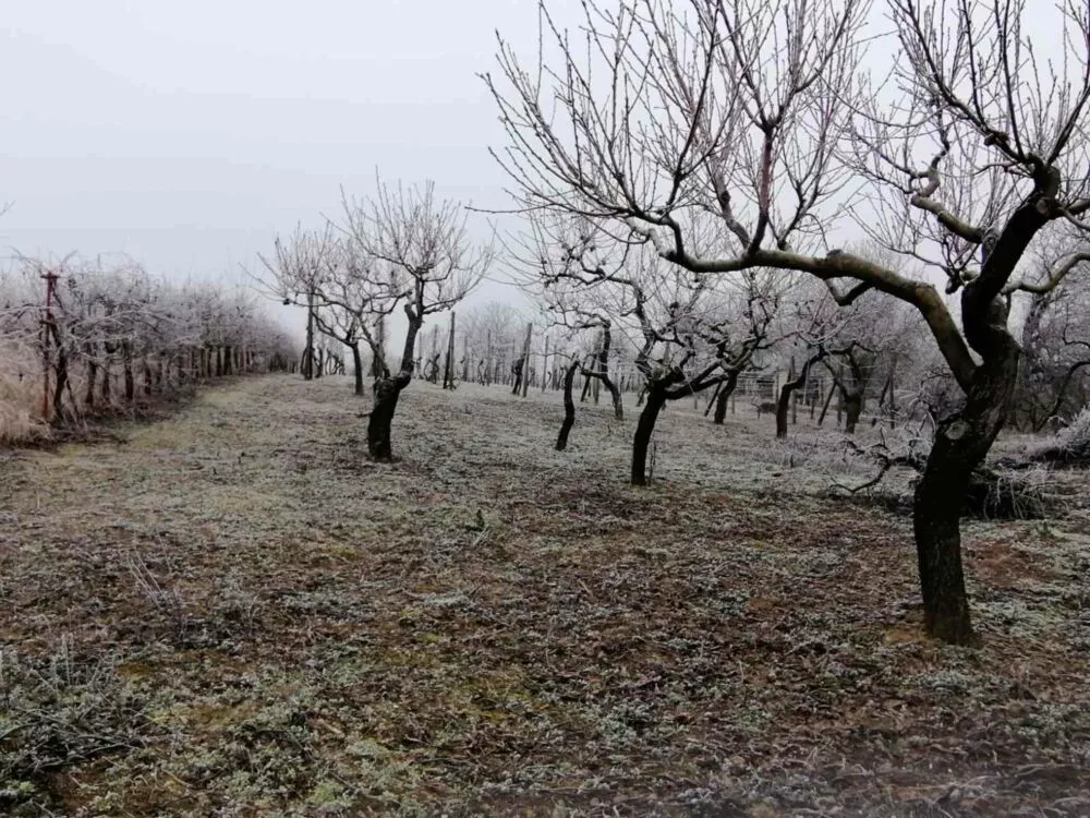 Rekreačný pozemok na predaj, Na Bozi kopec, Štúrovo, 97714_2