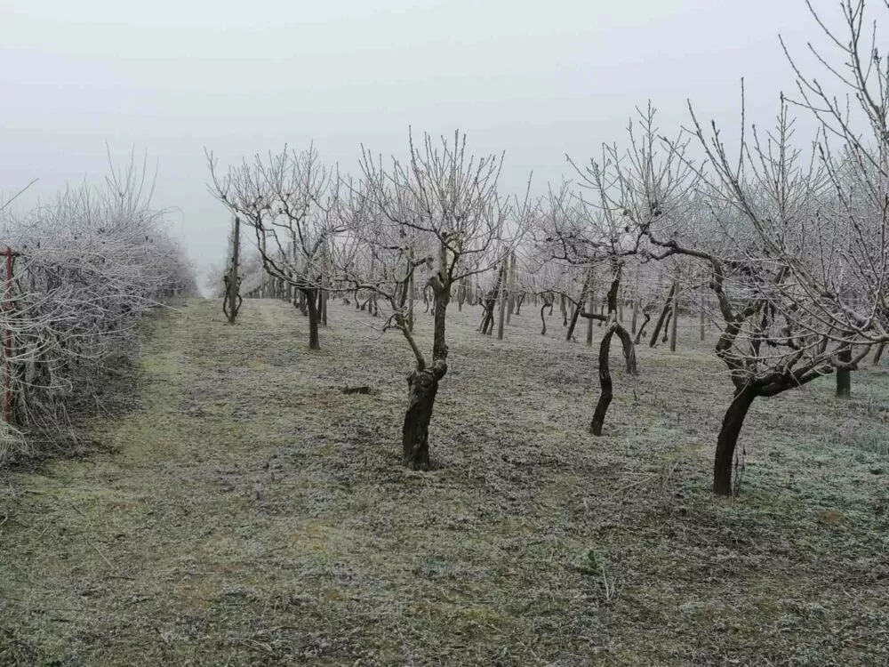 Rekreačný pozemok na predaj, Na Bozi kopec, Štúrovo, 97714_3