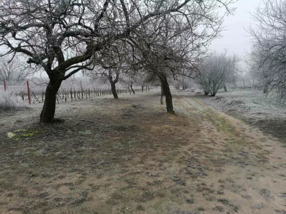 Rekreačný pozemok na predaj, Na Bozi kopec, Štúrovo, 97714_5