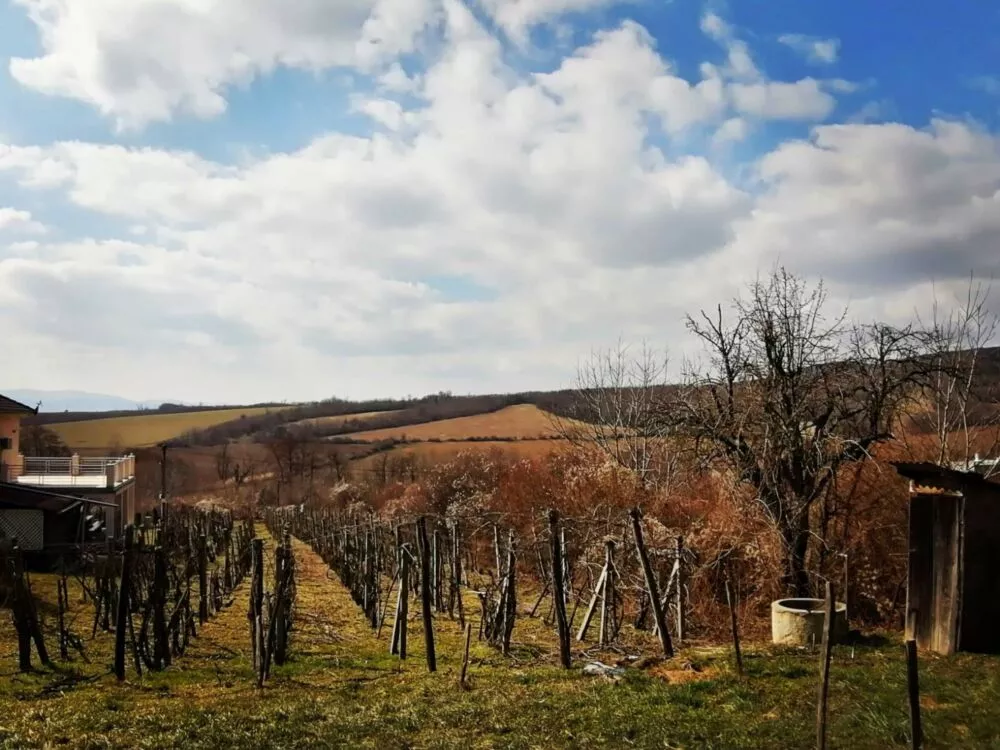 Rekreačný pozemok na predaj 65m2, Vinica, 100112_11