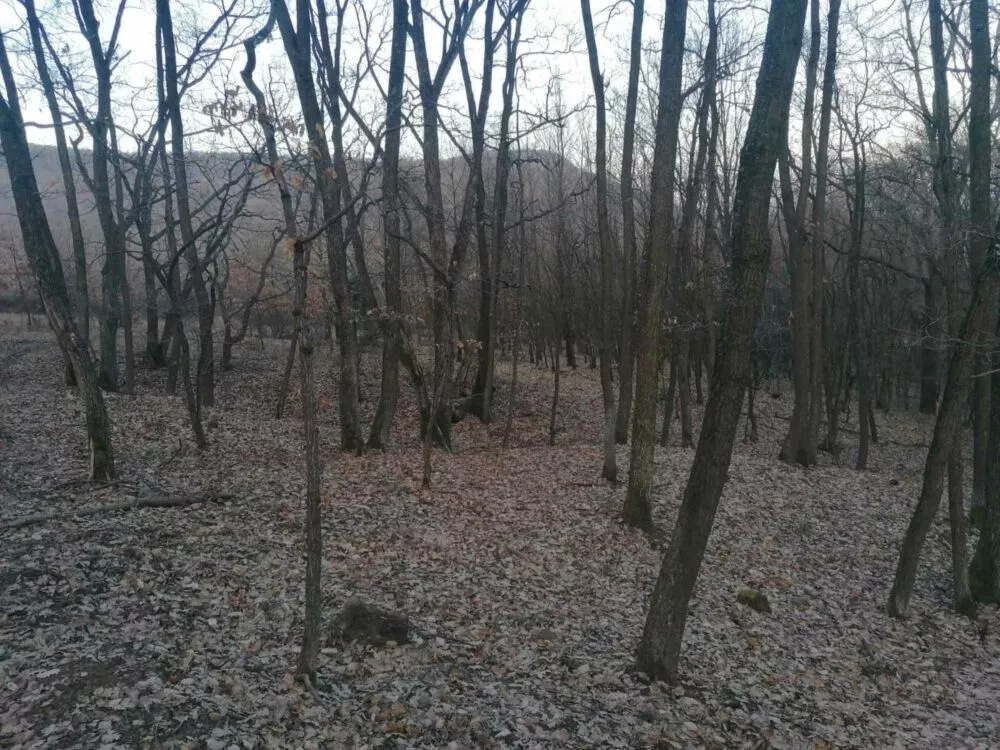 Lesy na predaj, Suché Brezovo, 100420_1