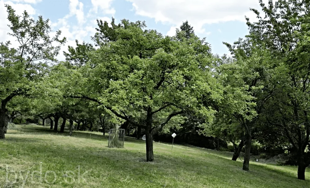 Vidiecky dom na predaj 400m2, Janova Lehota, 132059_8