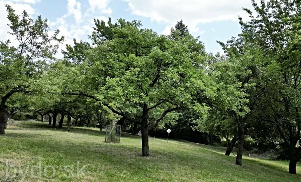 Predám dom na veľkom pozemku v lese., 132114_14