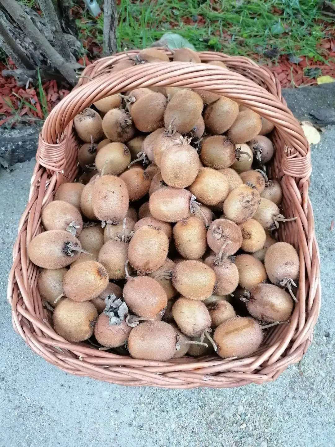 Chata a chalupa na predaj 1054m2, Košice, 137845_8