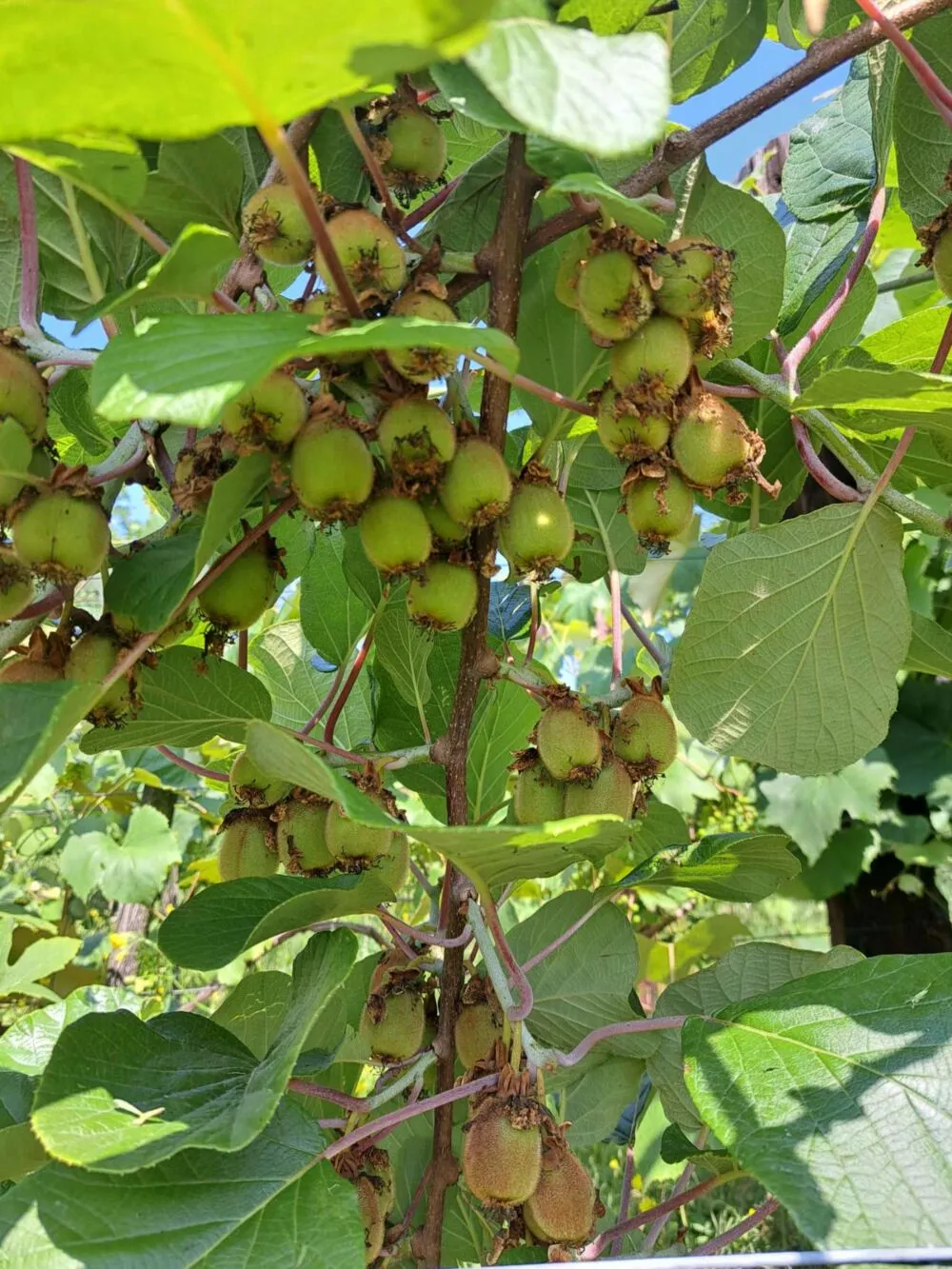 Chata a chalupa na predaj 1054m2, Košice, 137845_11