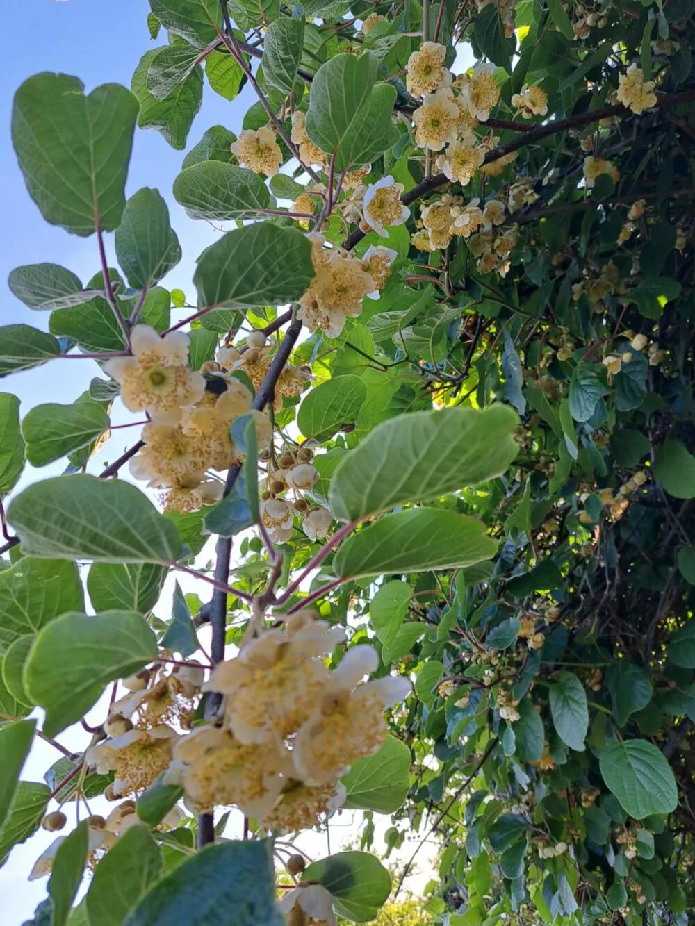 Chata a chalupa na predaj 1054m2, Košice, 137845_12