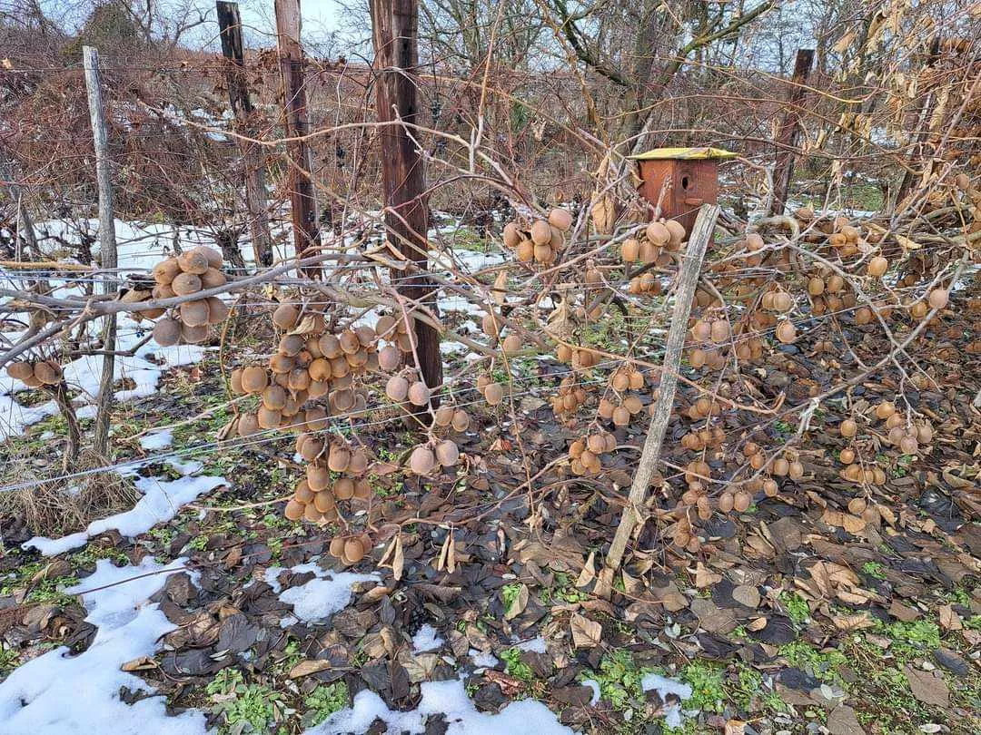 Chata a chalupa na predaj 1054m2, Košice, 137845_13