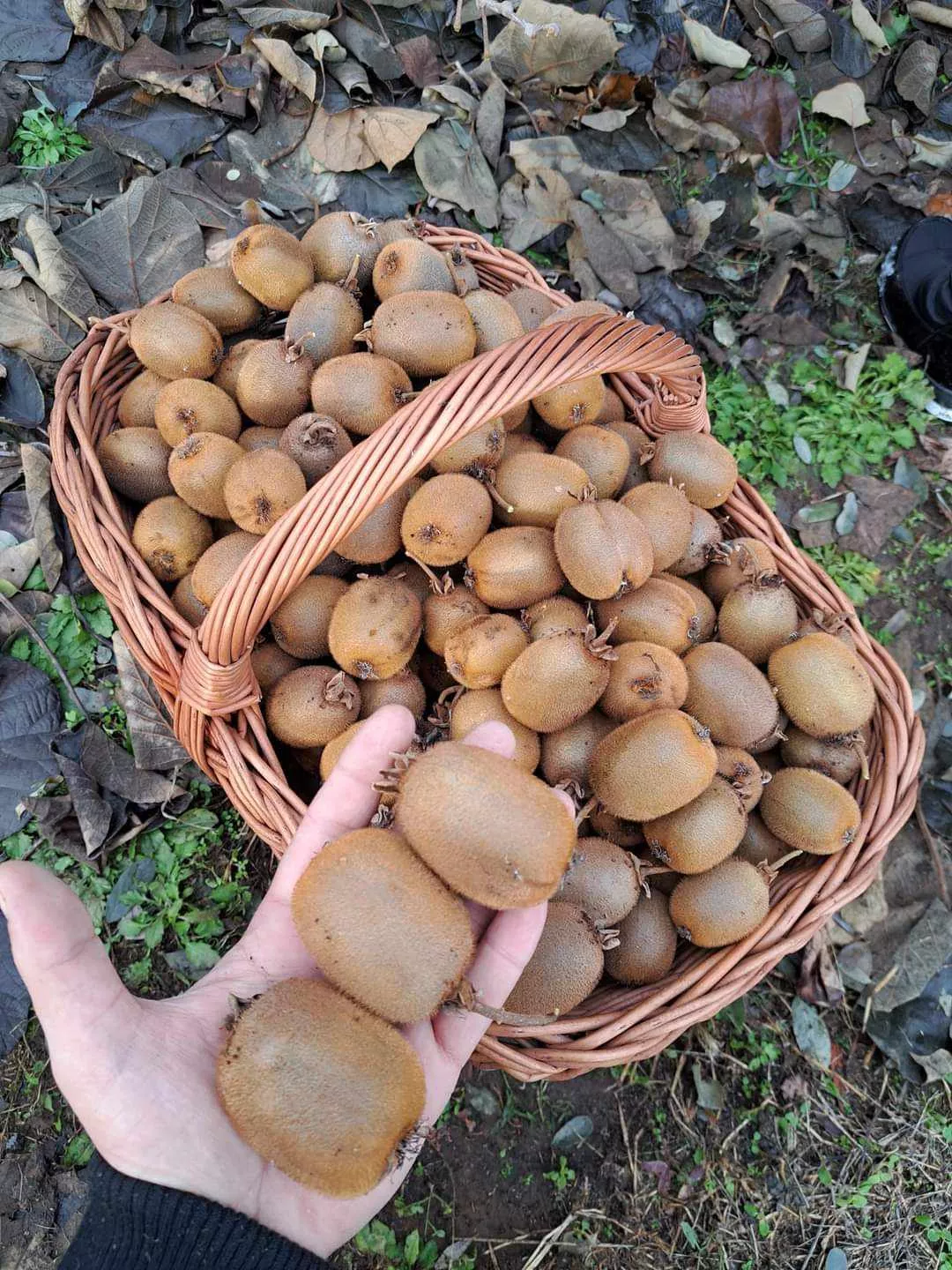 Chata a chalupa na predaj 1054m2, Košice, 137845_14