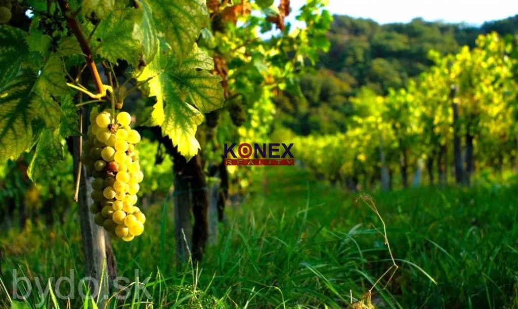 SUPER PONUKA – Krásny vinohrad vo vinohradníckej oblasti Tokaj, 148540_0