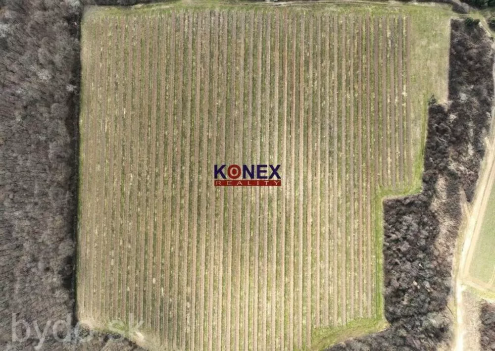 Na predaj krásny vinohrad s rozlohou 25 ha - Sobrance-okolie, 151832_1