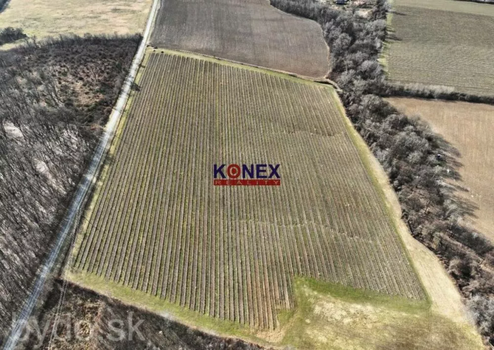 Na predaj krásny vinohrad s rozlohou 25 ha - Sobrance-okolie, 151832_2