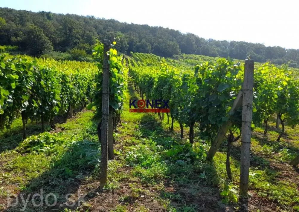 SUPER PONUKA! Krásny vinohrad s murovanou chatou, 156135_6