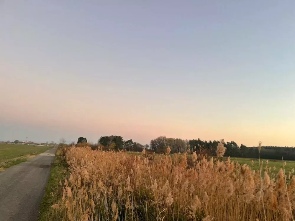 Nová Ponuka, 45 172 m² pri Levároch, 178196_8