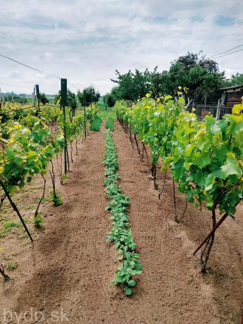 Rodinný dom na predaj 105m2, Hlavná , Leles, 87876_7