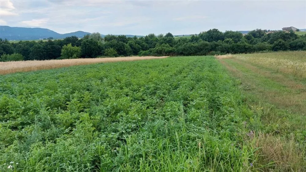 Záhrada na predaj 1m2, Sekčovská, Prešov, 111689_3