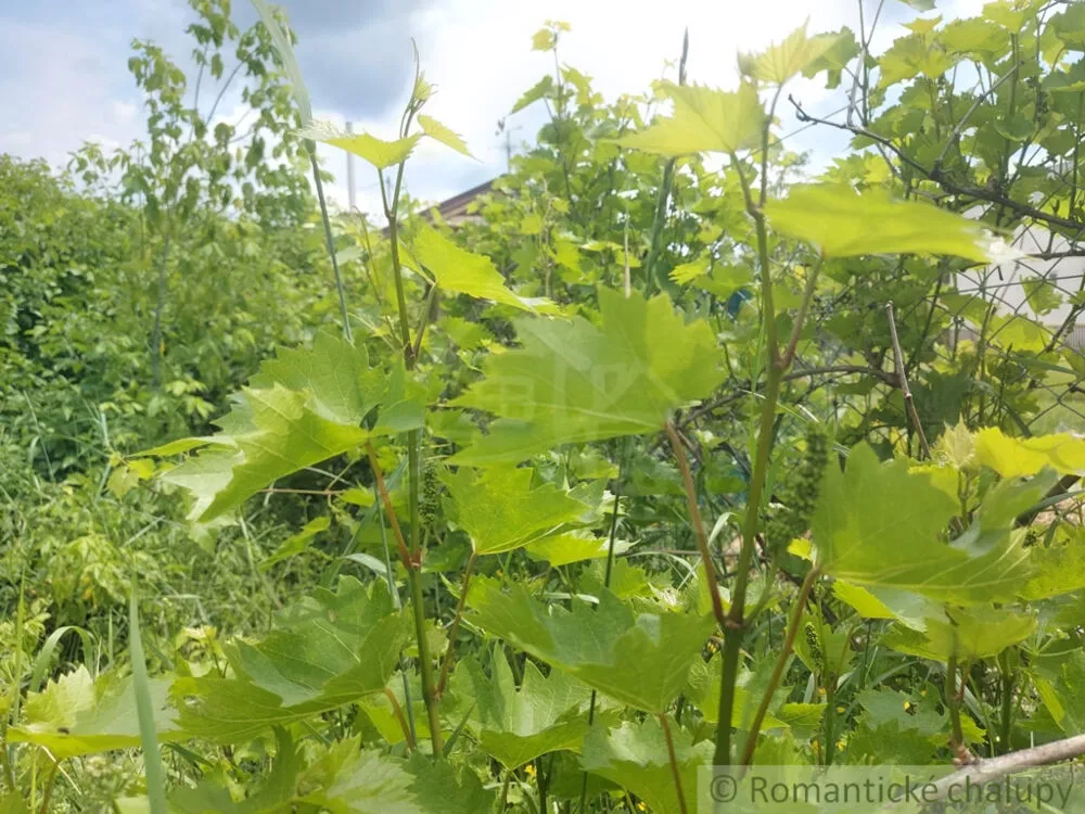 Záhrada na predaj 1016m2, Moča, 131756_5