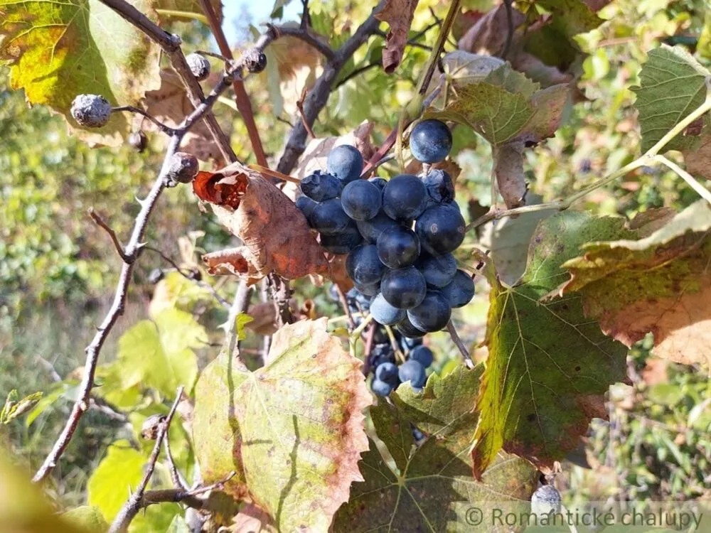 Záhrada na predaj 515m2, Moča, 119307_16