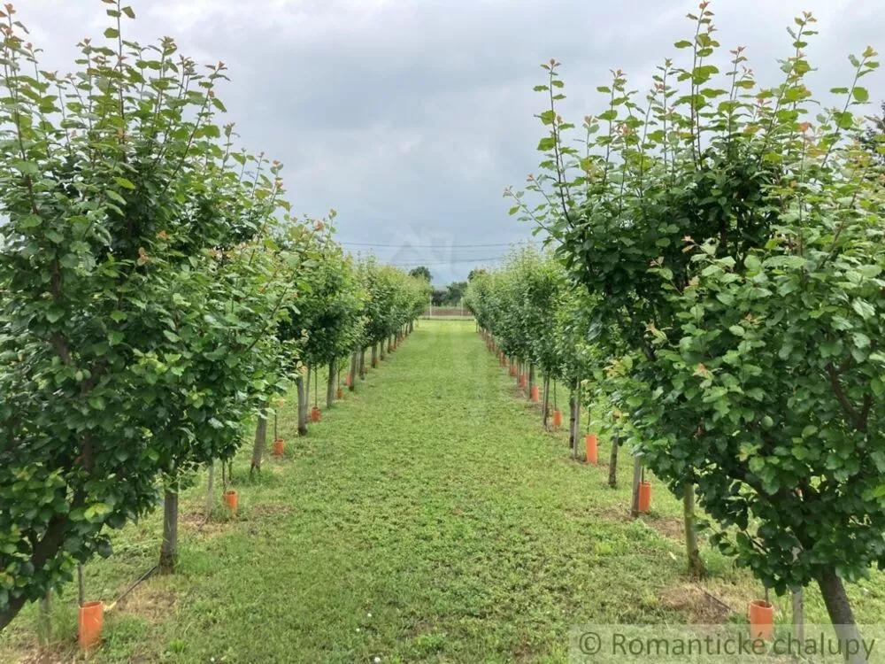 Záhrada na predaj 2492m2, Branovo, 125499_0