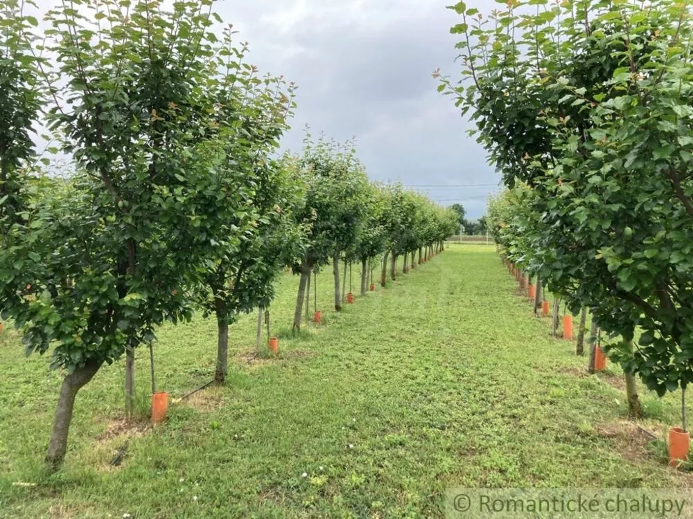 Záhrada na predaj 2492m2, Branovo, 125499_10