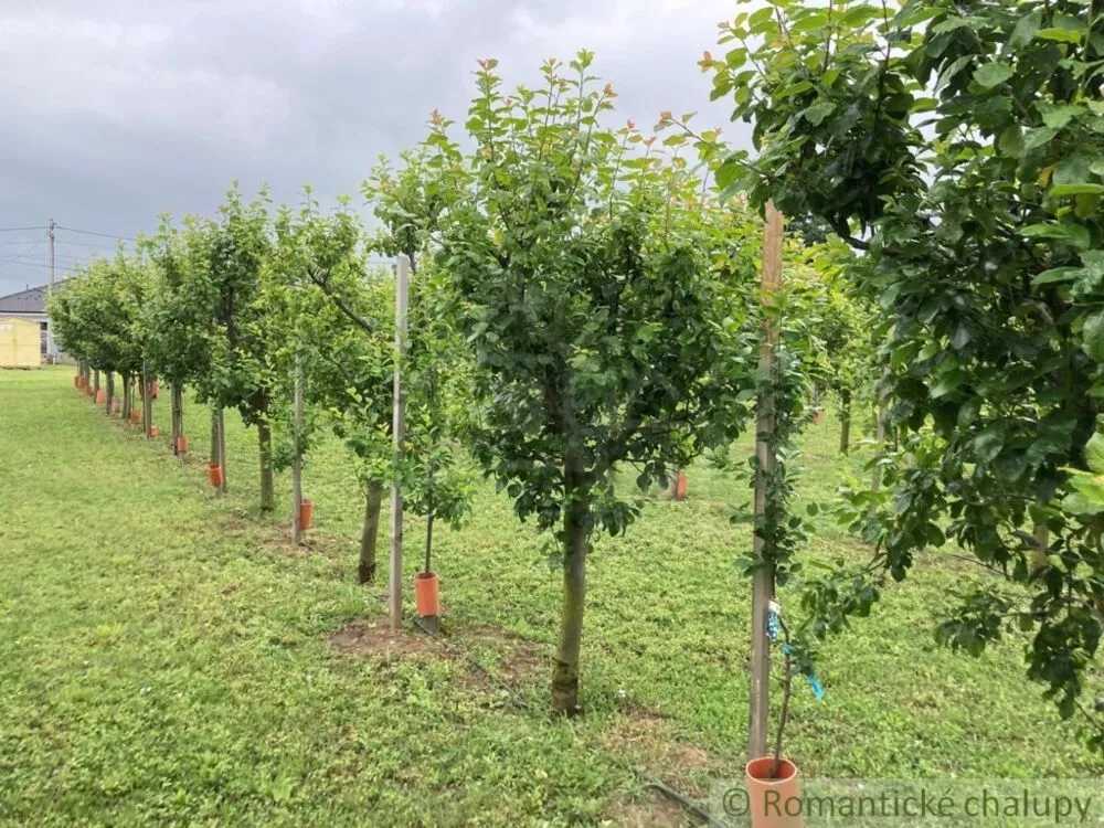 Záhrada na predaj 2492m2, Branovo, 125499_11