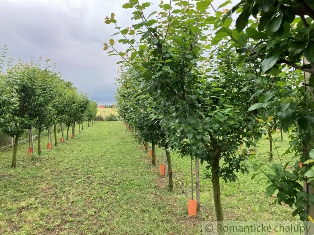 Záhrada na predaj 2492m2, Branovo, 125499_13