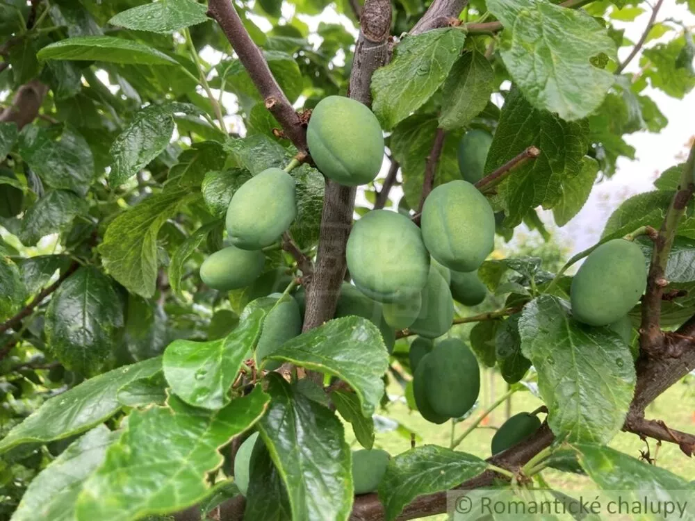 Záhrada na predaj 2492m2, Branovo, 125499_14