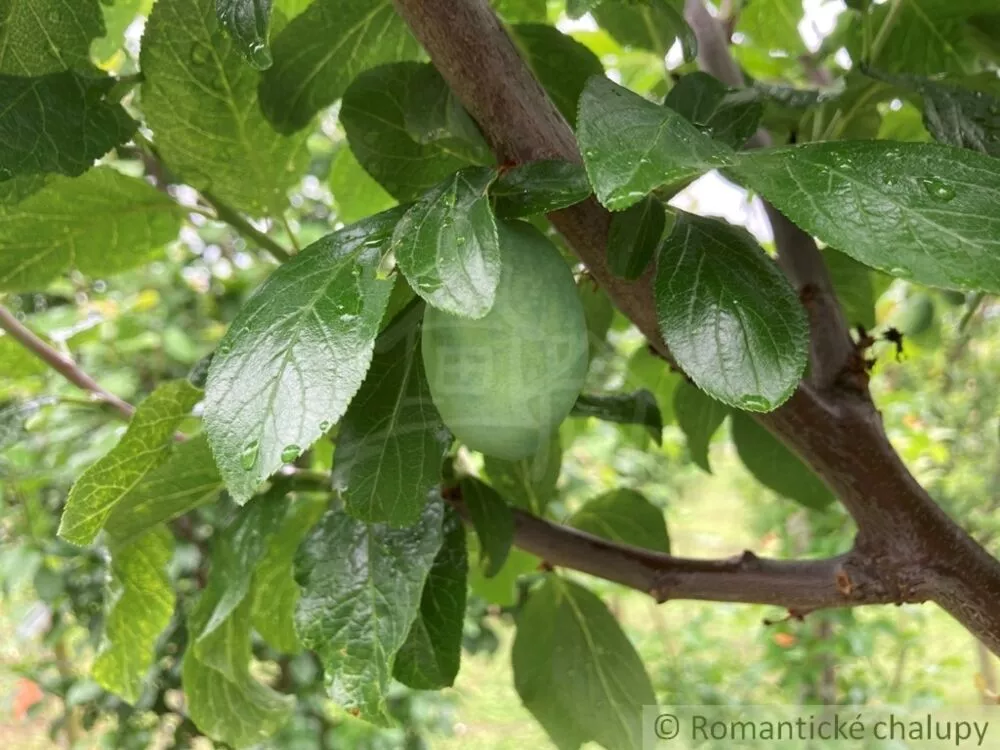 Záhrada na predaj 2492m2, Branovo, 125499_15