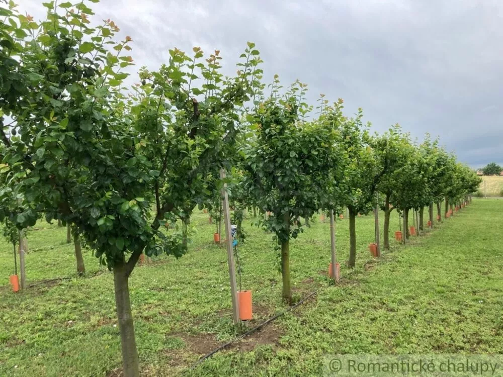 Záhrada na predaj 2492m2, Branovo, 125499_16