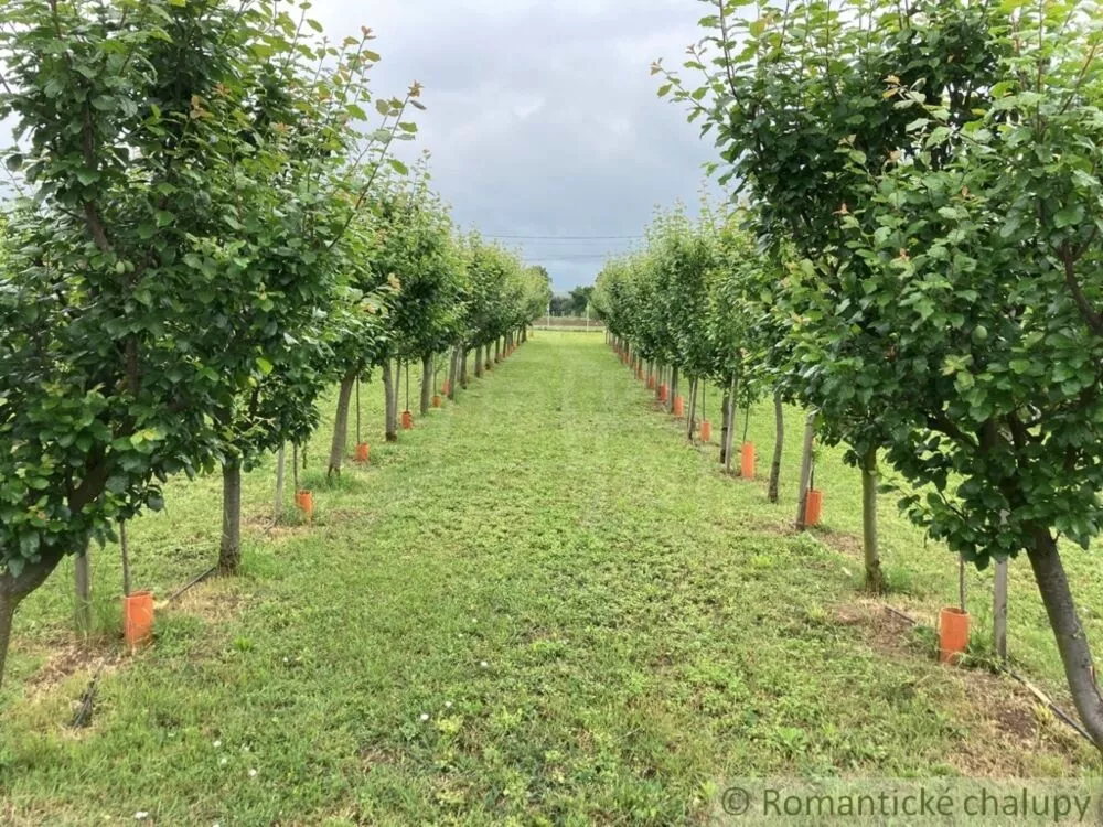 Záhrada na predaj 2492m2, Branovo, 125499_19