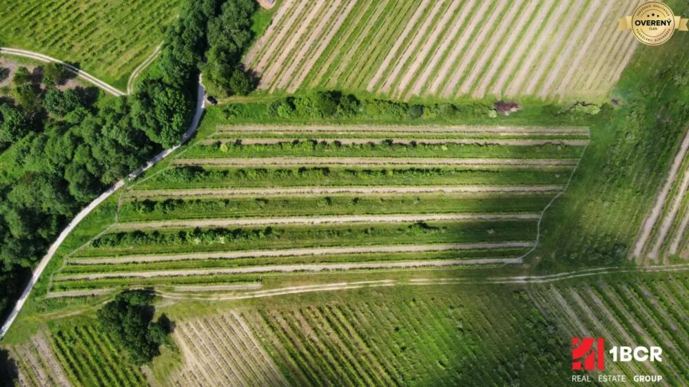 Chmelnica, vinica na predaj 9312m2, Pezinok, 152576_8