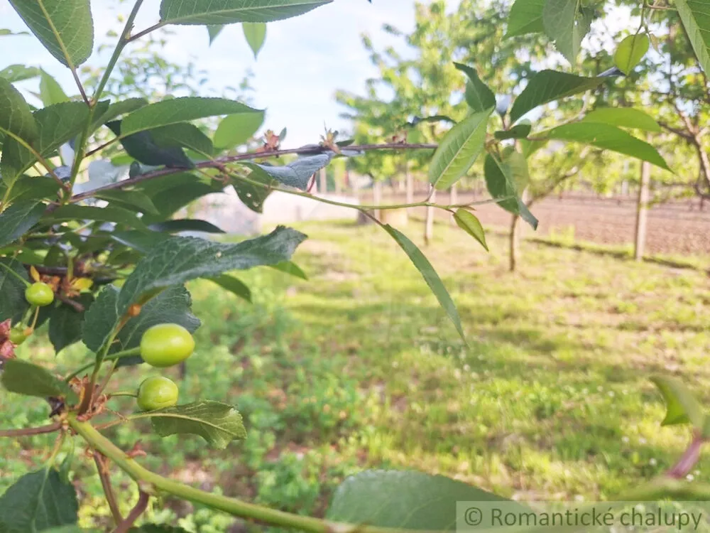 Záhrada na predaj 960m2, Moča, 150527_24