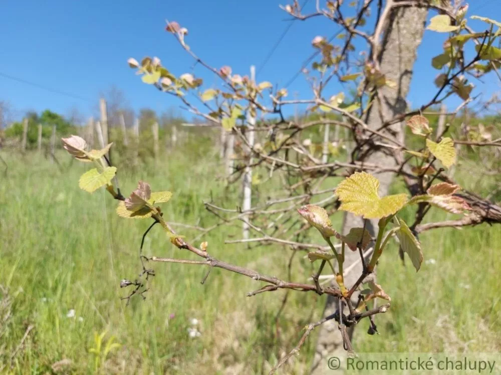 Záhrada na predaj 3281m2, Nová Vieska, 103213_12