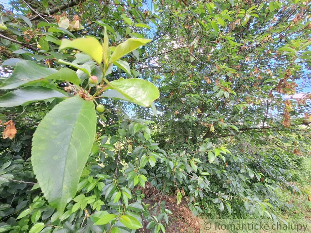 Záhrada na predaj 2216m2, Nová Vieska, 155395_27