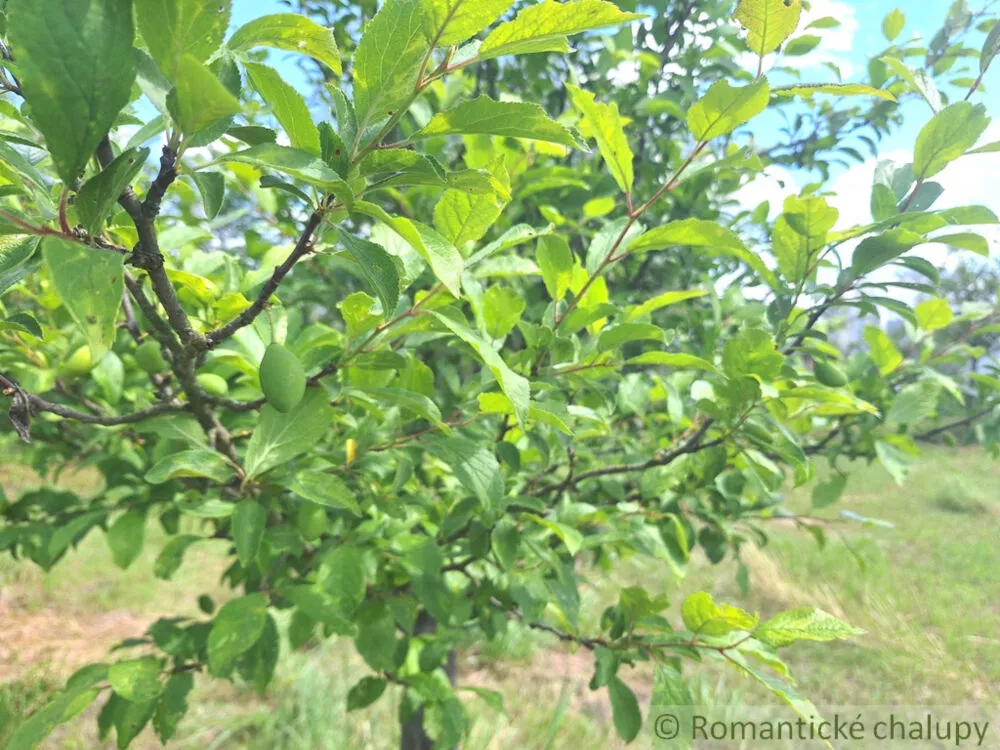 Záhrada na predaj 2216m2, Nová Vieska, 155395_31