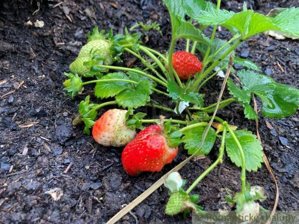 Vidiecky dom na predaj 80m2, Podhájska, 125540_46