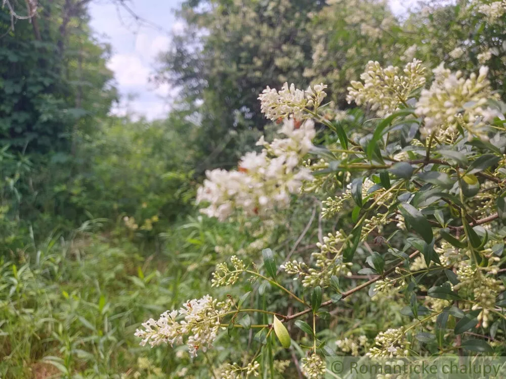 Vidiecky dom na predaj 100m2, Moča, 133321_42