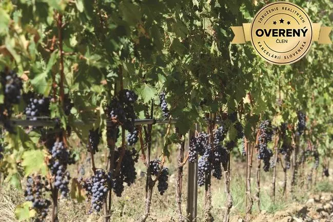 Chmelnica, vinica na predaj 61092m2, Trebišov, Trebišov, 159211_0