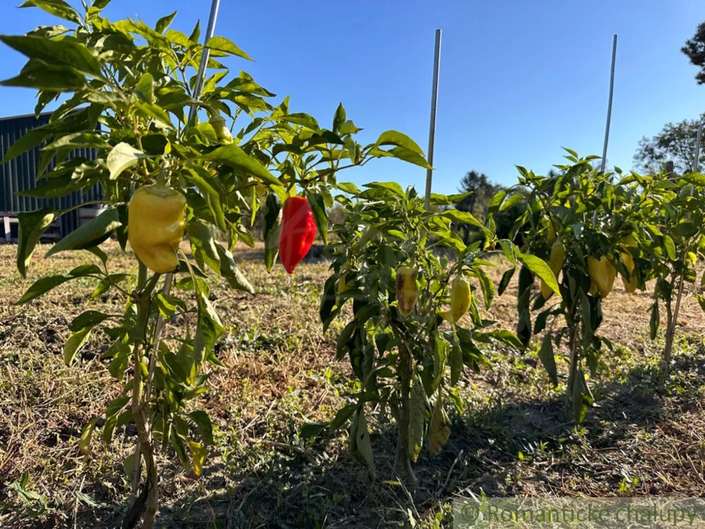 Chata a chalupa na predaj 50m2, Nové Zámky, 145125_18
