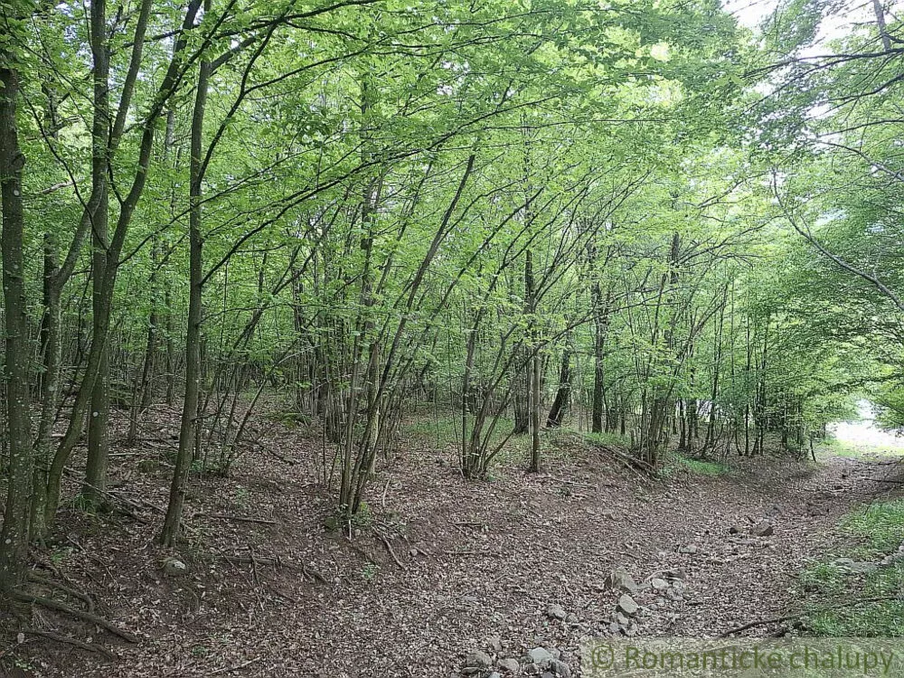 Lesy na predaj 96874m2, Horný Tisovník, 153028_2