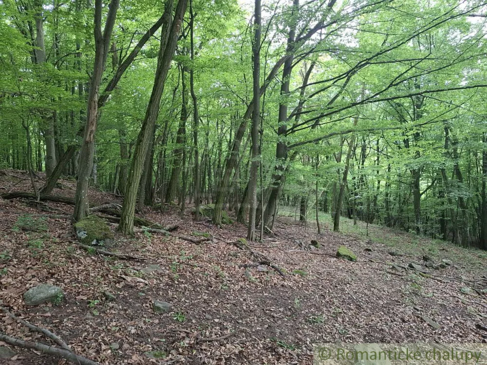 Lesy na predaj 96874m2, Horný Tisovník, 153028_5