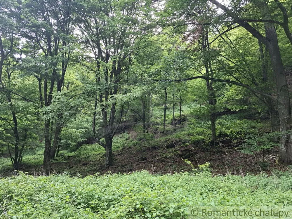 Lesy na predaj 96874m2, Horný Tisovník, 153028_9