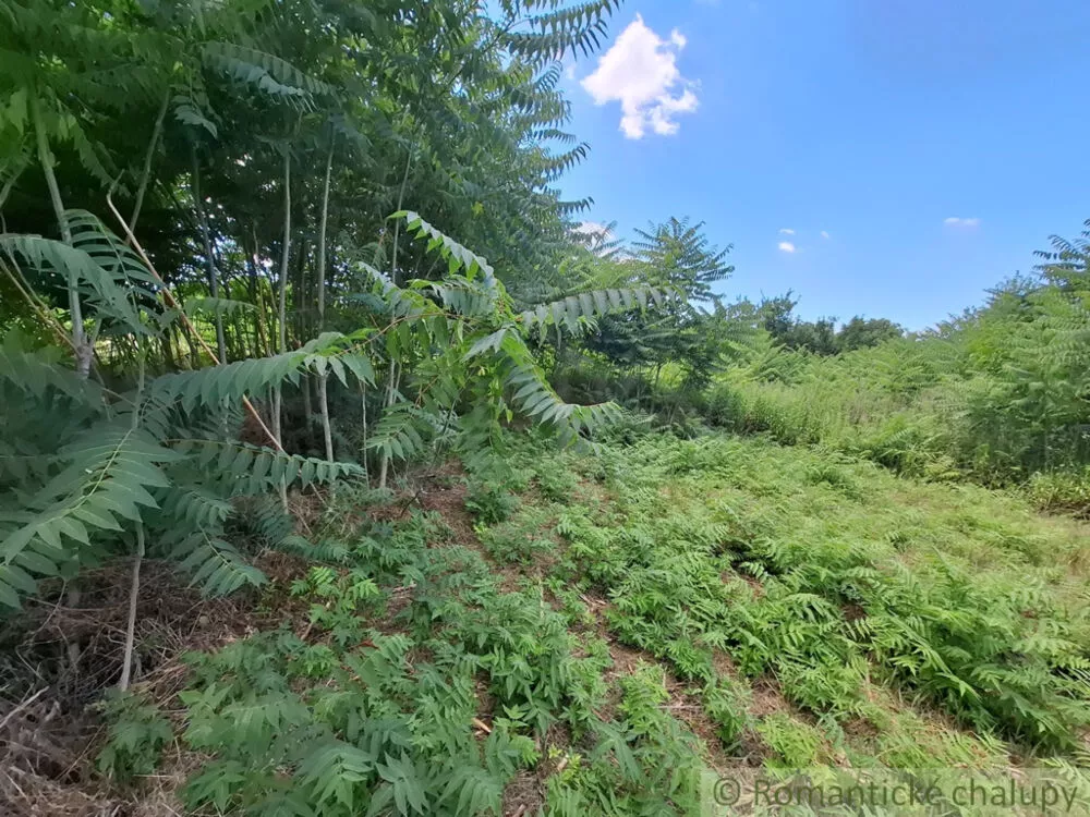 Záhrada na predaj 2191m2, Moča, 179333_18