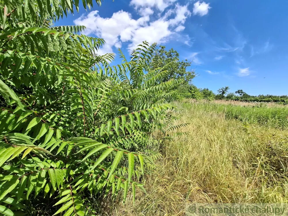 Záhrada na predaj 2191m2, Moča, 179333_24