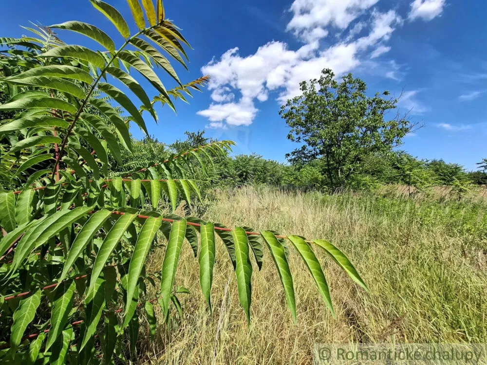 Záhrada na predaj 2191m2, Moča, 179333_39