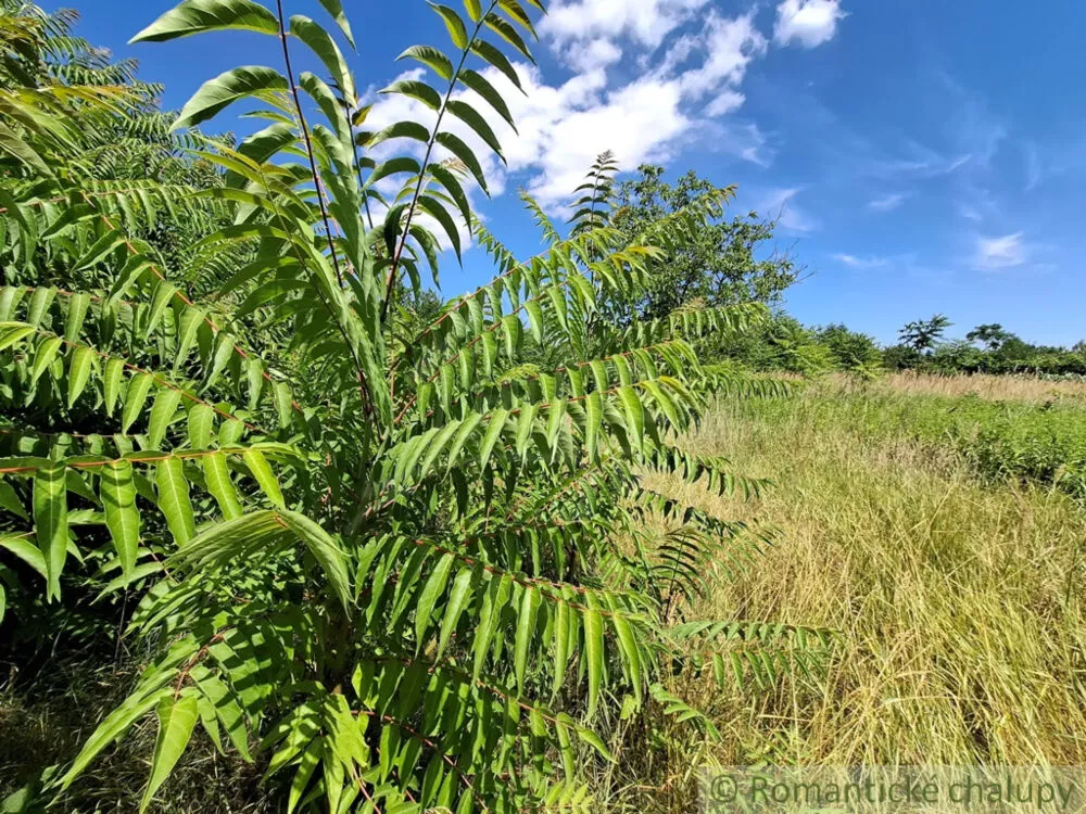 Záhrada na predaj 2191m2, Moča, 179333_40