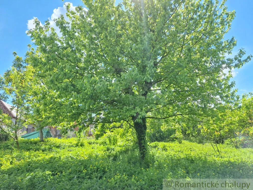 Záhrada na predaj 715m2, Nová Vieska, 179391_7