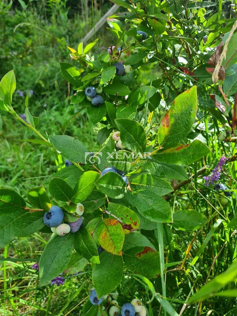 Lúka, pasienok na predaj 5426m2, Hriňová, 179830_4
