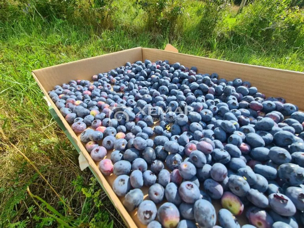 Lúka, pasienok na predaj 5426m2, Hriňová, 179830_5